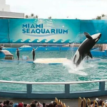 Miami Seaquarium cierra sus puertas tras 70 años de historia
