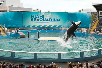 Miami Seaquarium cierra sus puertas tras 70 años de historia