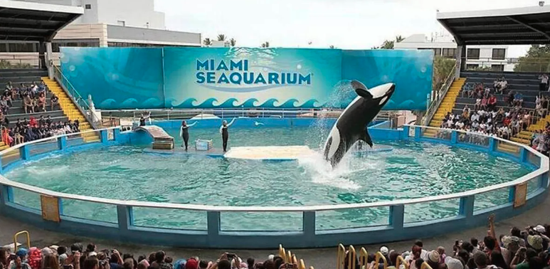 Miami Seaquarium cierra sus puertas tras 70 años de historia